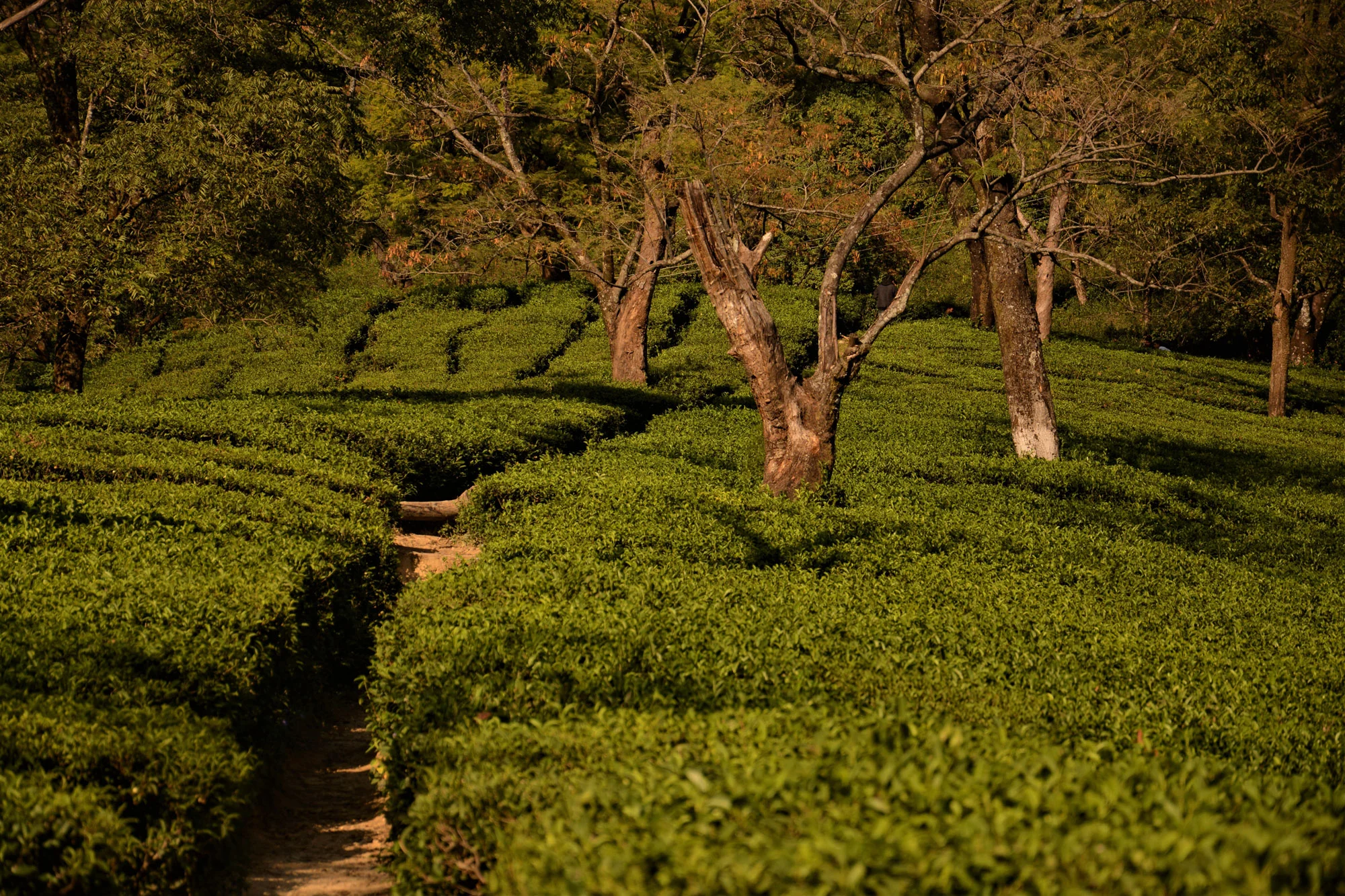 16-Riding-Across-Indian-Tea-Gardens-from-the-UK