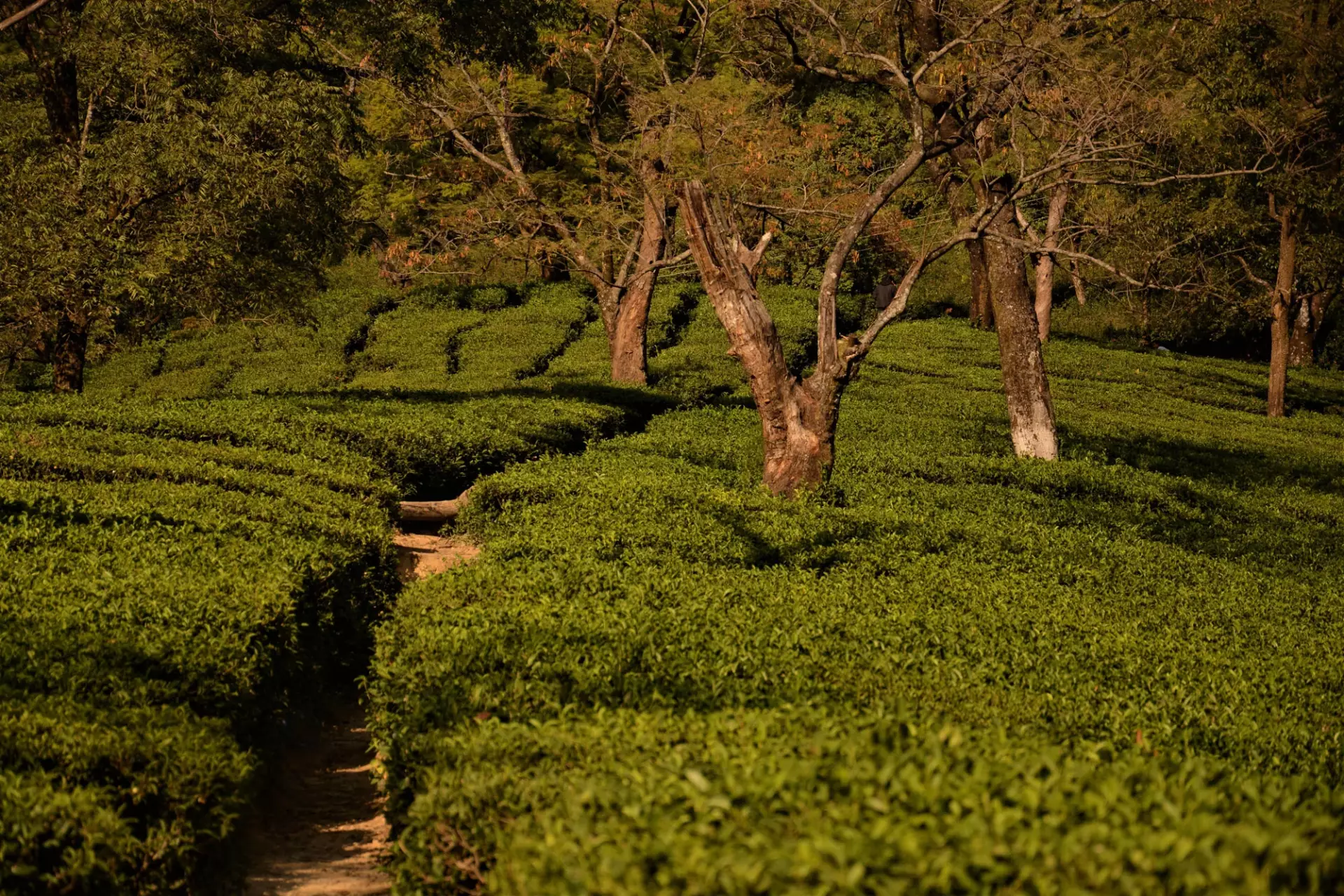 Riding Across Indian Tea Gardens from the UK